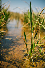 Rice plant planted in soil filled with water.