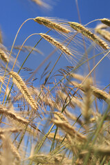 Ears of rye against a background of blue sky, agriculture. Grain harvest. Yellow ears of grain on a field on a sunny day. Beautiful landscape of an agricultural field, ears of grain