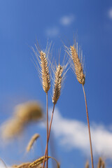 Ears of rye against a background of blue sky, agriculture. Grain harvest. Yellow ears of grain on a field on a sunny day. Beautiful landscape of an agricultural field, ears of grain