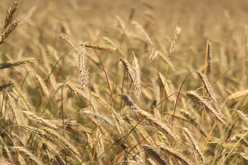 Ears of rye field, agriculture. Grain harvest. Yellow ears of grain on a field on a sunny day. Beautiful landscape of an agricultural field, ears of grain. Agricultural business concept. Grain harvest