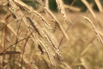 Ears of rye field, agriculture. Grain harvest. Yellow ears of grain on a field on a sunny day. Beautiful landscape of an agricultural field, ears of grain. Agricultural business concept. Grain harvest