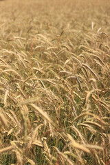 Ears of rye field, agriculture. Grain harvest. Yellow ears of grain on a field on a sunny day. Beautiful landscape of an agricultural field, ears of grain. Agricultural business concept. Grain harvest