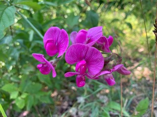 Fototapeta premium purple orchid flower
