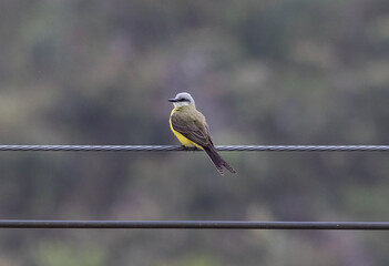 bird in the wire