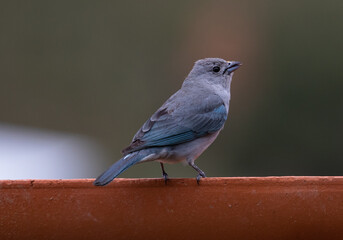 bird on a tile