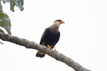 caracara perched