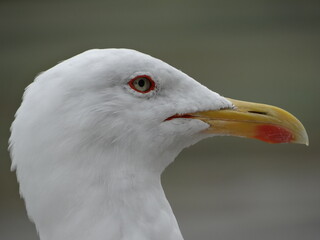 close up of a seagull