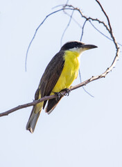 beaked bird