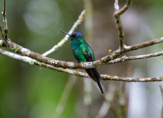 hummingbird perched