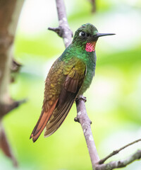 hummingbird on a branch