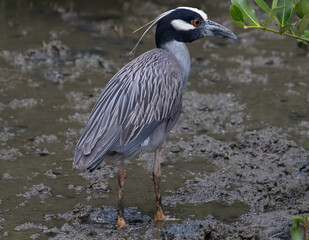 yellow-crowned night-heron