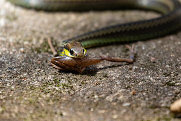 snake killing frog