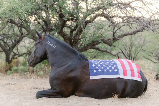 American Mustang horse laying with US flag on her back