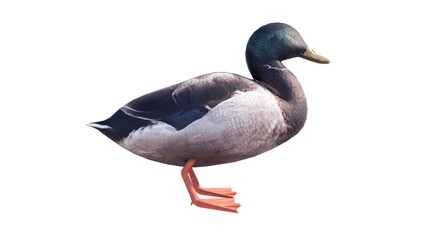 White background waterfowl illustration, feathered winged animal