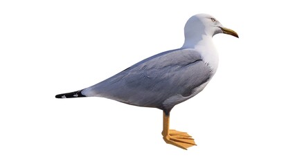 White background waterfowl illustration, feathered winged animal