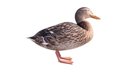 White background waterfowl illustration, feathered winged animal