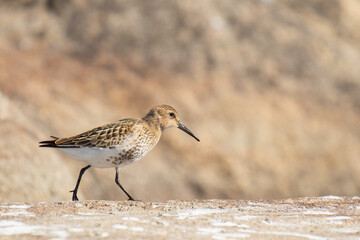 Wood Sandpiper (Tringa glareola) walks on a rocky shore