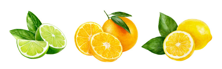 A watercolor illustration of Citrus Fruits like Lime, Orange, and Lemon Opt for fresh, healthy choices