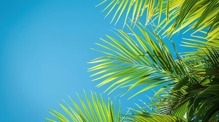 Palm Fronds Against Blue Sky