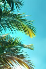 Fototapeta premium Palm Fronds Against Blue Sky