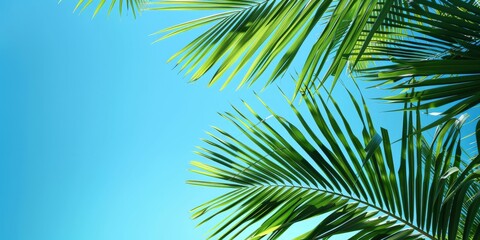 Obraz premium Palm Leaves Against Blue Sky