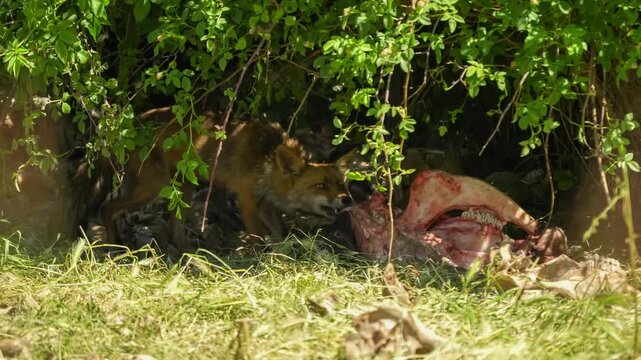 close-up of a wild Iberian Red Fox (Zorro, Vulpes Vulpes Silacea) eating, under shade of bushes