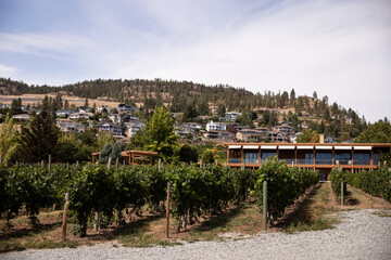 Grapes in a vineyard in Kelowna. BC, Canada.