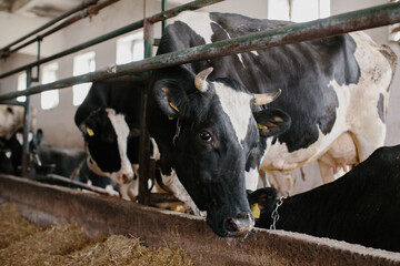 Closeup of black and white Holstein dairy cows eating hay peeking through stall fence on livestock farm...