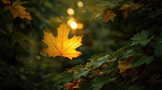 Maple leaf brightened by light through dense shrubbery