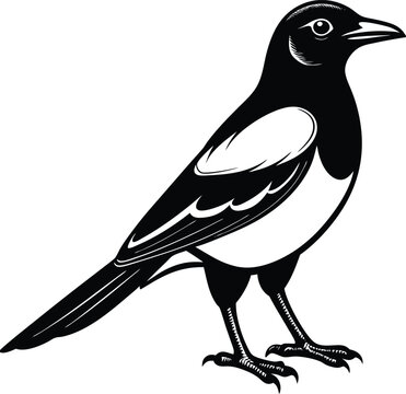 recommend clip art:  Magpie silhouette vector illustration design