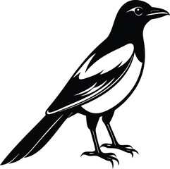  Magpie silhouette vector illustration design