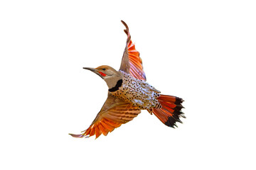 Northern Flicker (Colaptes auratus) Photo, in Flight on a Transparent PNG Background
