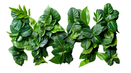 Letter M Made with Leaves, PNG File, Transparent Background, Isolated on White