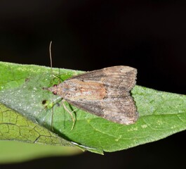Green Cloverworm Moth Hypena scabra insect nature pest control Spring.