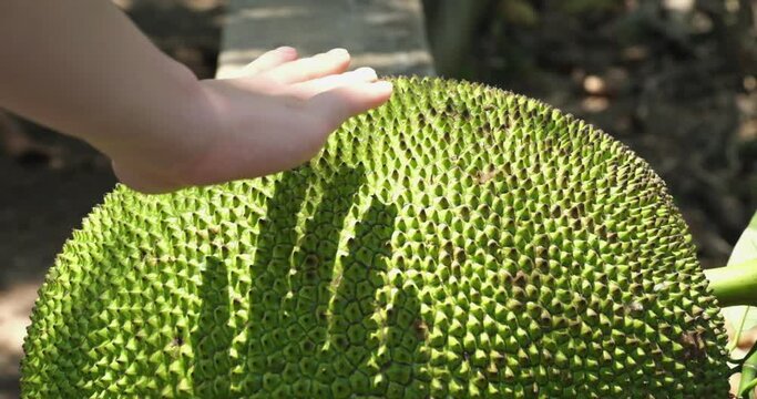 girl's hand touches jackfruit fruit, Artocarpus heterophylla close-up.
