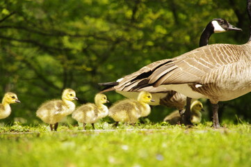 Wildgänse mit Küken