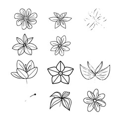 flower, flower silhouette, flower outline, herb svg, herb png,floral, pattern, vector, set, nature, flowers, design, illustration, art, seamless, spring, summer, decoration, plant, ornament, collectio