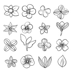 flower, flower silhouette, flower outline, herb svg, herb png,floral, pattern, vector, set, nature, flowers, design, illustration, art, seamless, spring, summer, decoration, plant, ornament, collectio