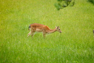 deer in the grass