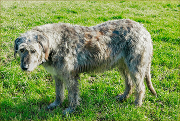 Adult irish wolf hound stood in a field