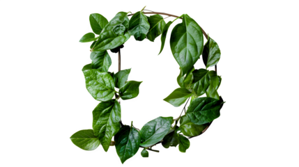 Letter D Made with Leaves, PNG File, Transparent Background, Isolated on White