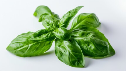 Fototapeta premium Fresh basil leaves with a vibrant green color and a slightly glossy texture, placed on a smooth white surface