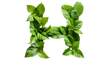 Letter H Made with Leaves, PNG File, Transparent Background, Isolated on White