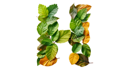 Letter H Made with Leaves, PNG File, Transparent Background, Isolated on White