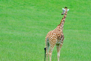A giraffe standing in a grassy field.