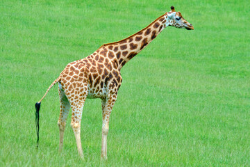 A giraffe standing in a grassy field.
