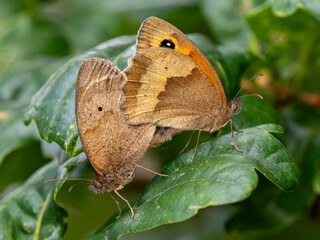 Meadow Brown Butterflies Mating on an Oak Tree Leaf