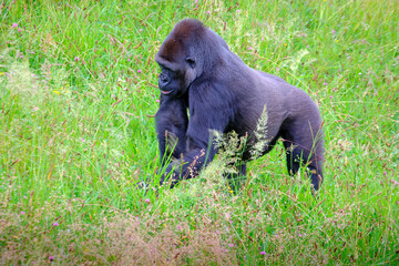 Naklejka premium A large black gorilla is walking through a field of tall grass.