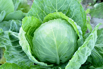 Farm. juicy cabbage grows in the garden bed. View from above.