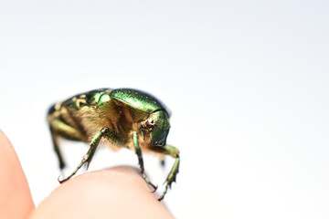 A golden bronze beetle sits on a person's finger. Side view.